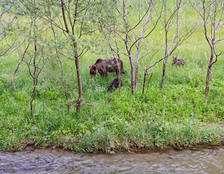Brown bear Romania wildlife